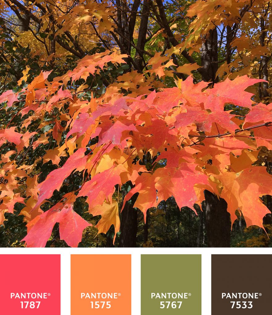 Fall color palette